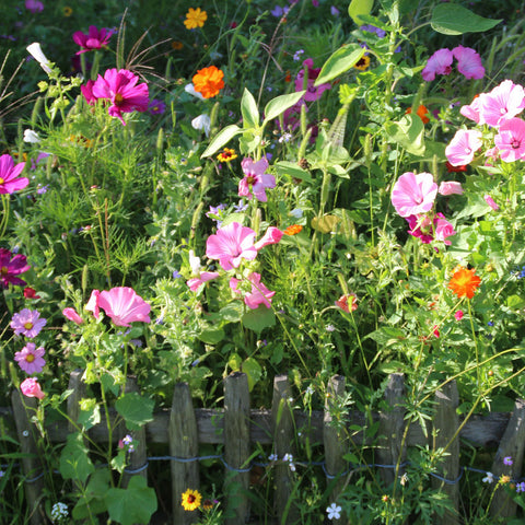 Wildflowers for Shaded Places Mixed Wild Flower Seeds