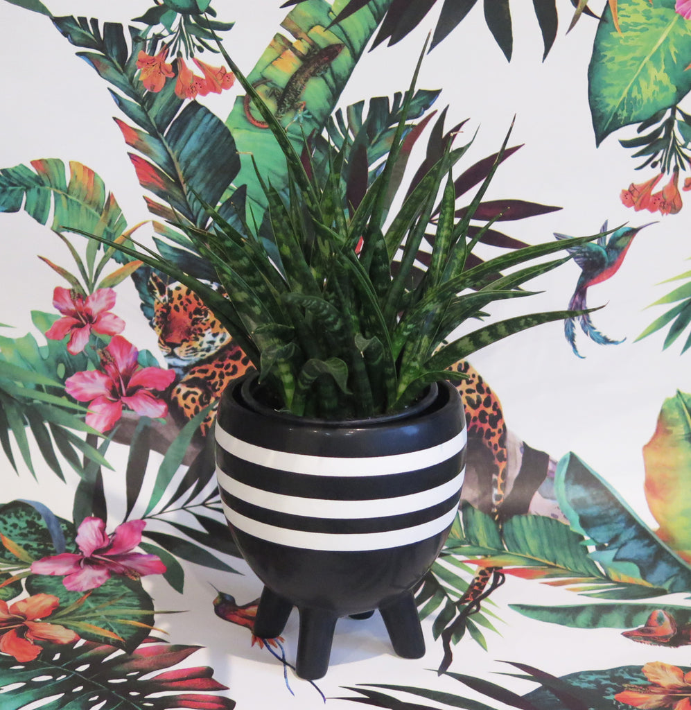 african plant pot Black & White Striped African Inspired Plant Pot