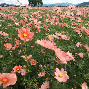 Cosmos Apricotta Flower Seeds