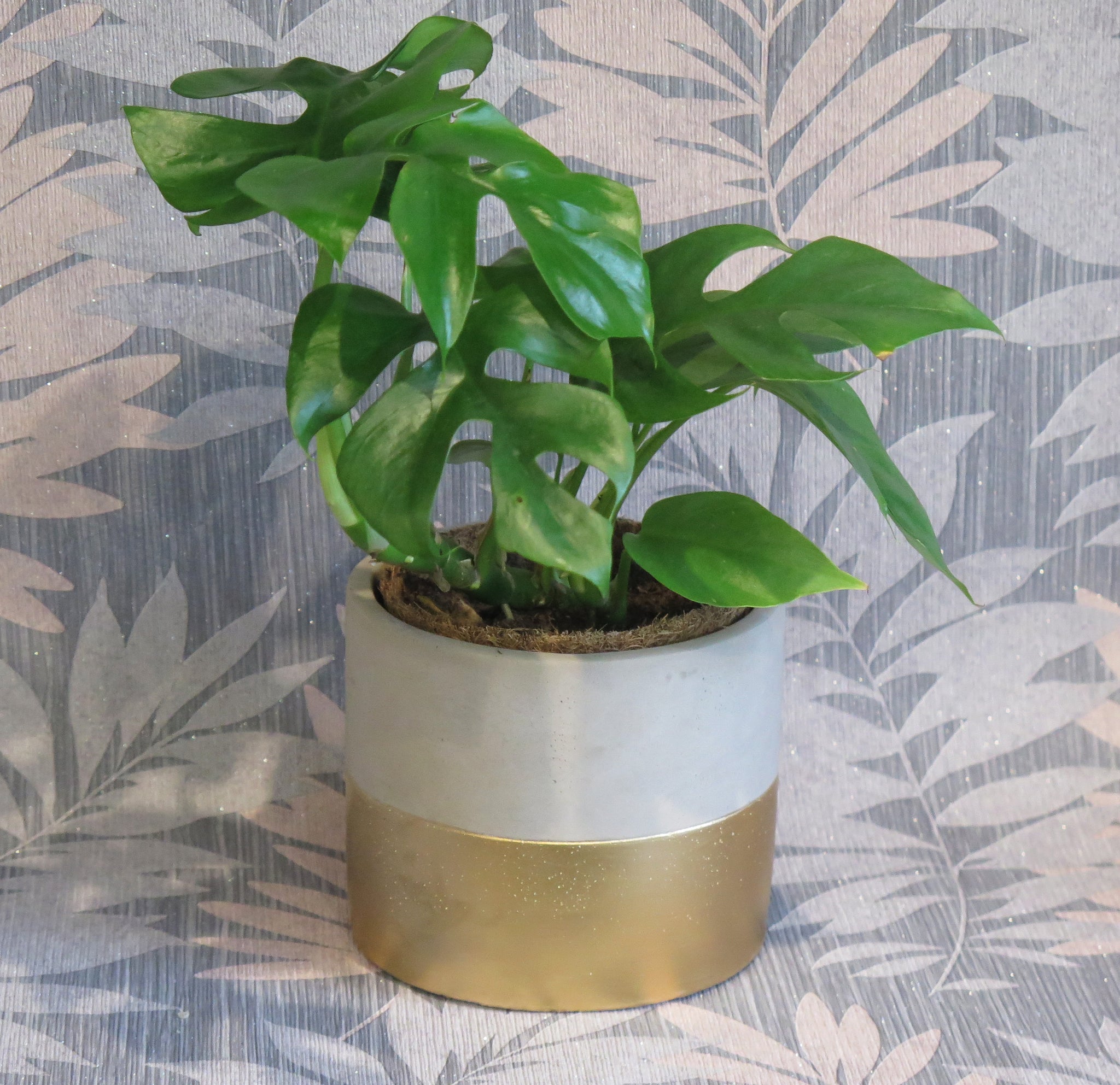 dipped plant pot Gold Dipped Grey Plant Pot – Easy Grow Seeds