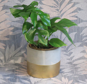 Gold Dipped Grey Plant Pot
