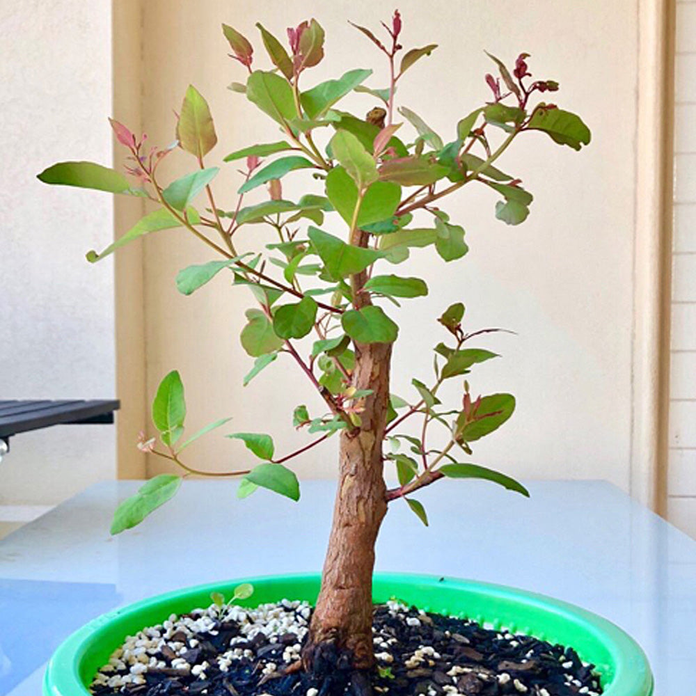 eucalyptus tree indoor plant Rainbow Eucalyptus Houseplant Seeds