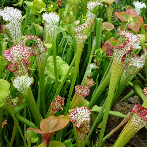 Sarracenia leucophylla Mix Carnivorous Houseplant Seeds