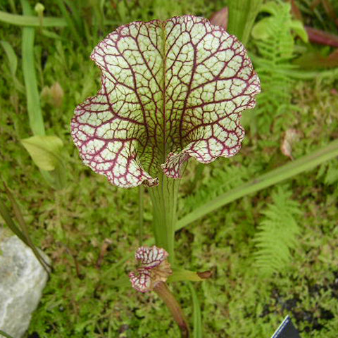 Sarracenia leucophylla Red Mix Carnivorous Houseplant Seeds