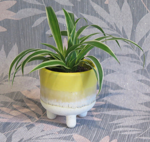 Small Yellow Ombre Plant Pot